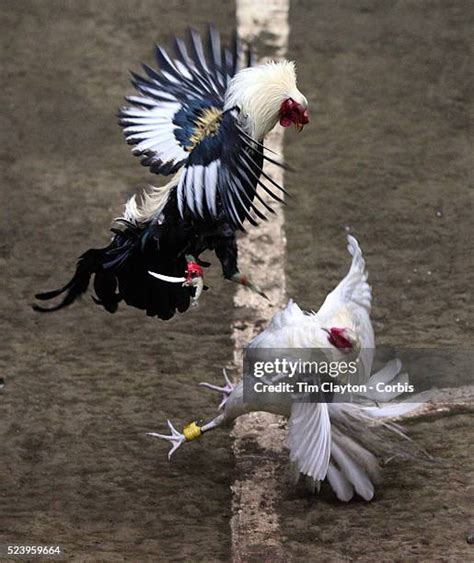174 Sabong Stock Photos & High.